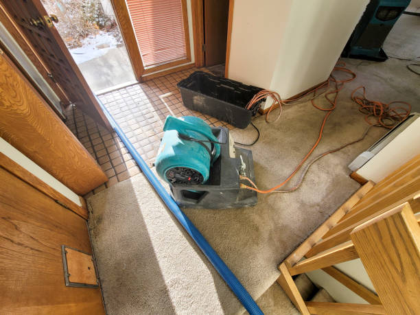 Best Mold removal after water damage  in Wabasso, FL