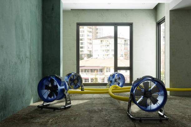Best Professional water damage repair  in Wabasso, FL